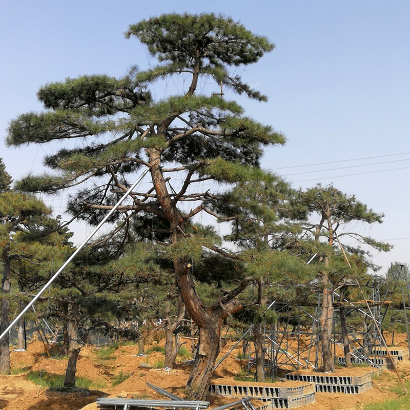 造型松基地_萊蕪市光合景松園林