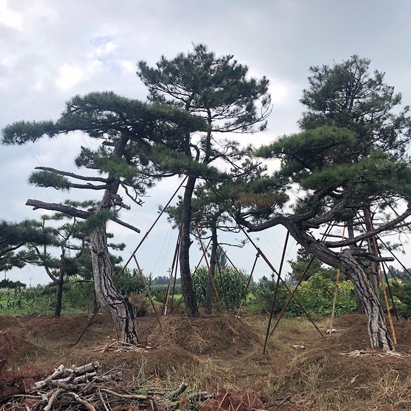 萊蕪造型油松