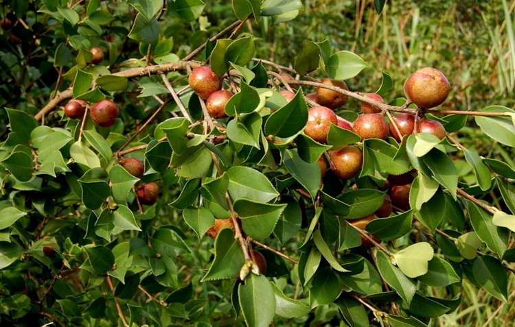 乡村土茶油