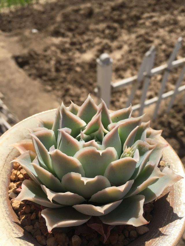 多肉植物拉古娜