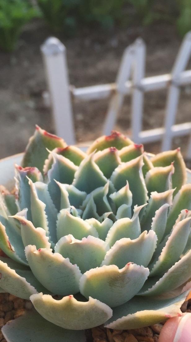 多肉植物拉古娜