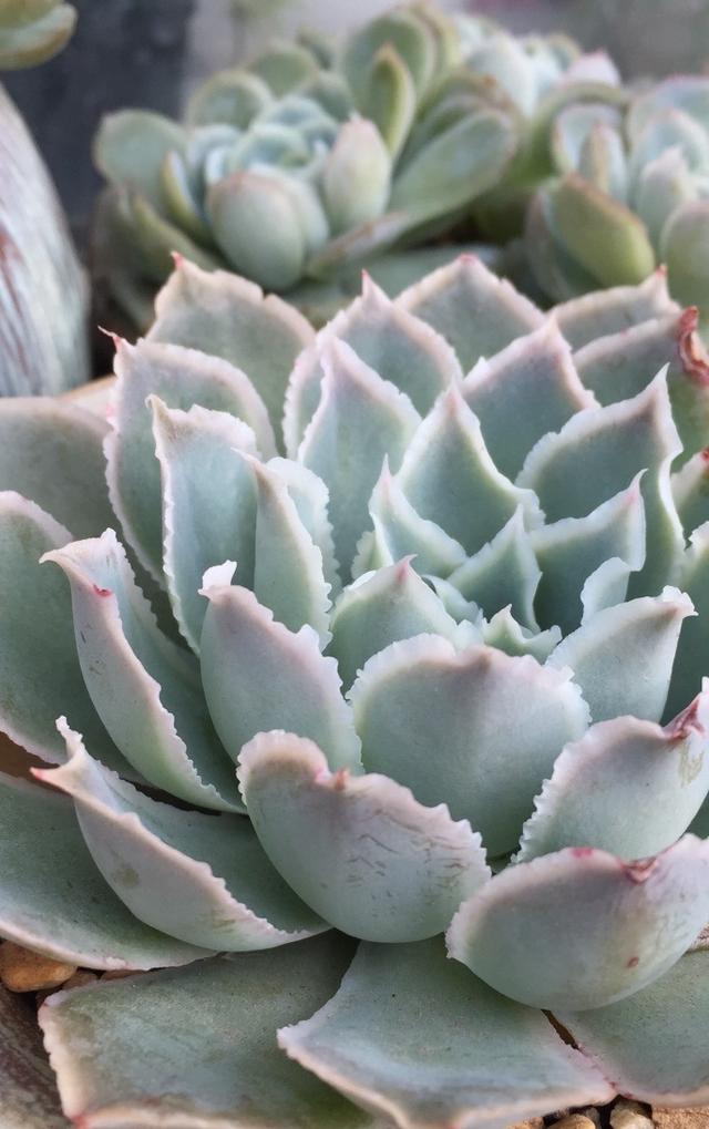 多肉植物拉古娜