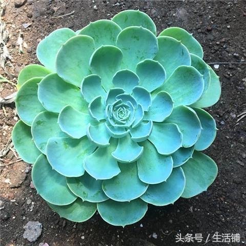 多肉知識 種植養護 多肉玉蝶的冬季養護技巧,最美群生多肉!